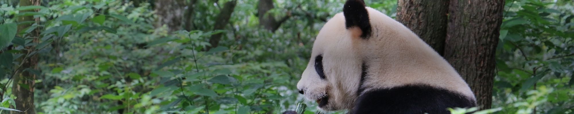 Banner de China vivencial